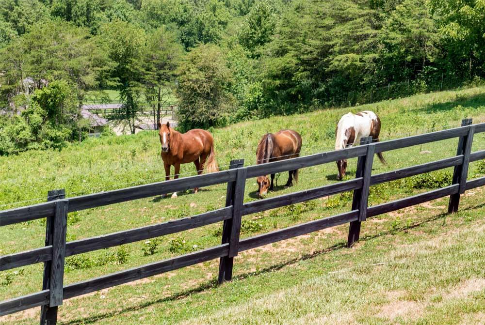 Brasstown Valley Resort & Spa Young Harris Exterior foto